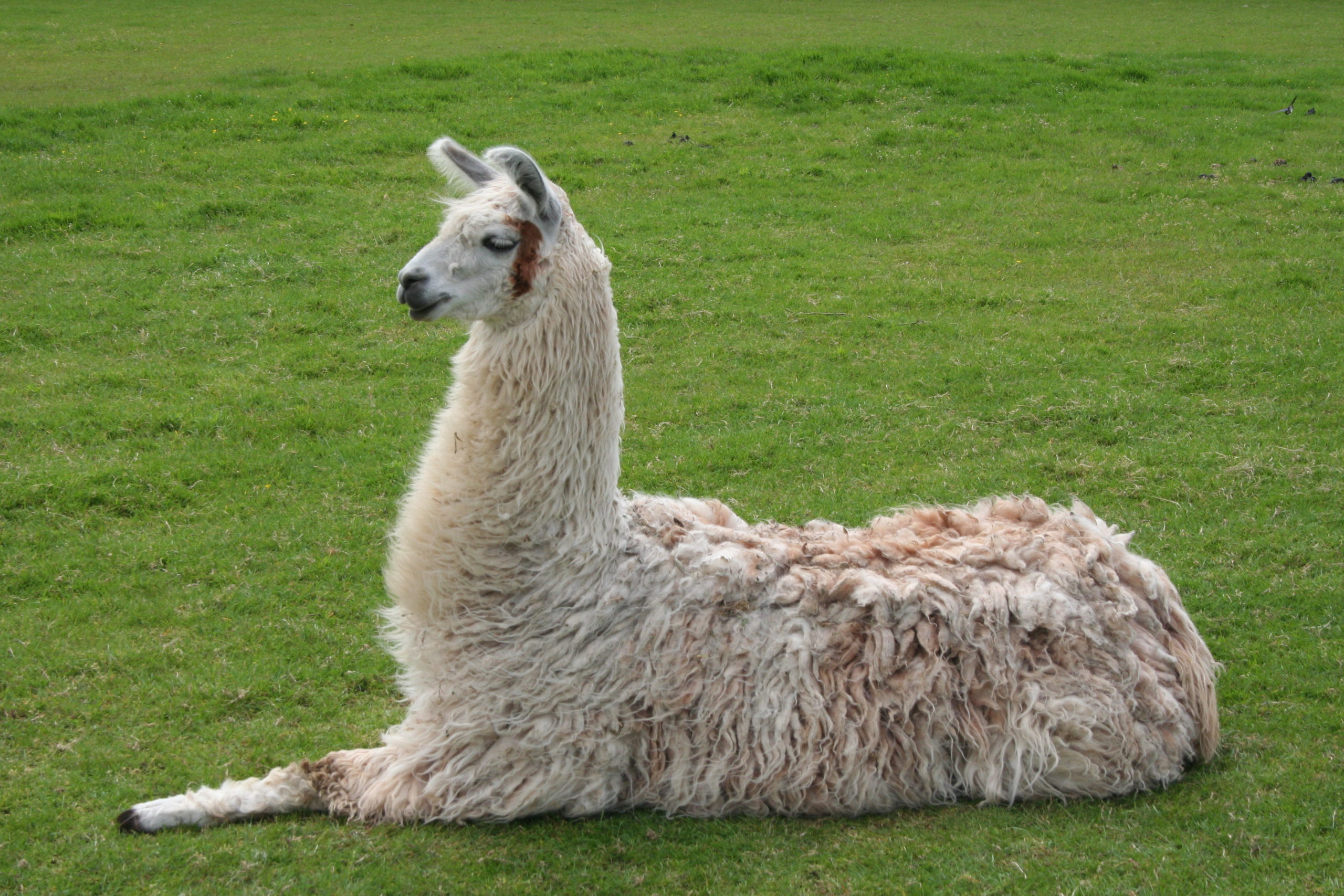Levengood Llama